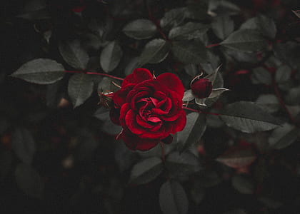 closeup photo of red rose thumbnail