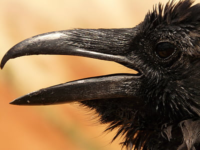 black crow thumbnail