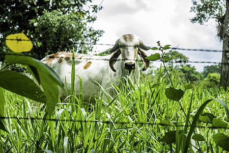 white and brown cattle on green grass thumbnail