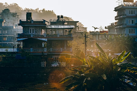 banana trees near utility post in distant of high rise buildings thumbnail