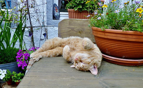 brown tabby cat sleeping on table thumbnail