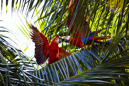 two red Macaw birds on green tree thumbnail