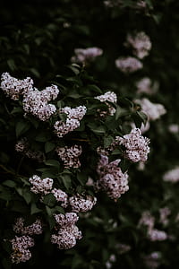 white flower with green leaf plants thumbnail