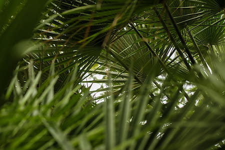 green majesty palm leaves thumbnail