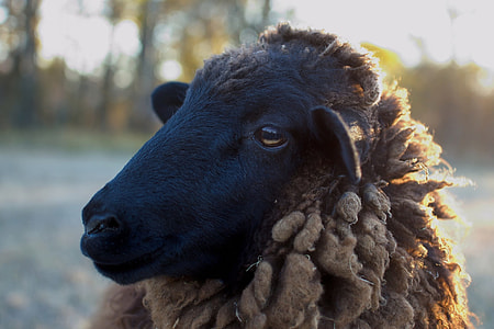selective focus photography of black sheep thumbnail