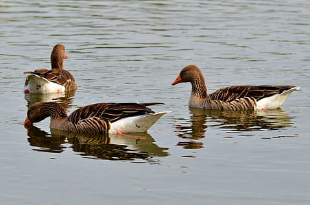 three brown ducks on water thumbnail