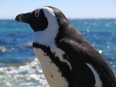 close-up photography of black and white penguin thumbnail