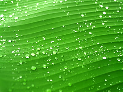 drop waters green banana leaf thumbnail