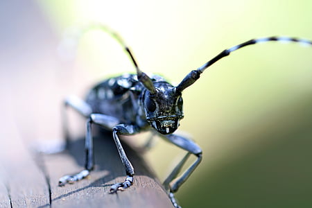 black longhorn beetle in macro photography thumbnail