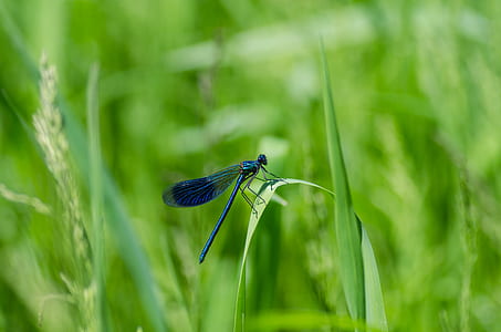 grass, plant, green, outdoors thumbnail