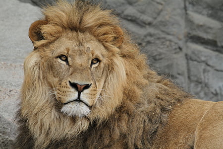 shallow focus photography of lion thumbnail