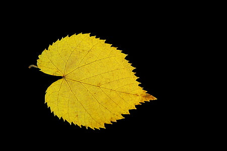 yellow leaf thumbnail