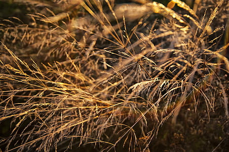 macroshot photography of plant thumbnail