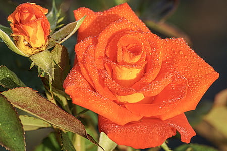 close up photo of orange rose thumbnail