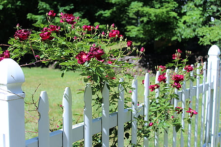 red petaled flowers on white wooden fence thumbnail