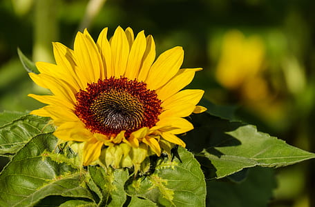 selective focus photography of sunflower thumbnail
