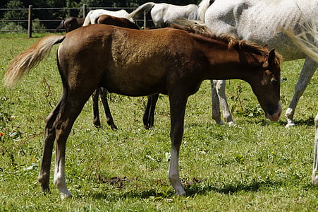 brown horse standing on grasses thumbnail