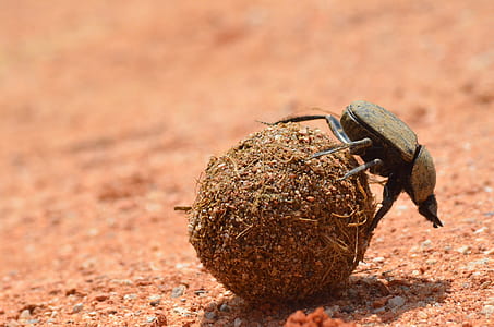 brown dung beetle selective focus photography thumbnail