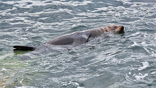 gray sea lion on body of water at daytime thumbnail