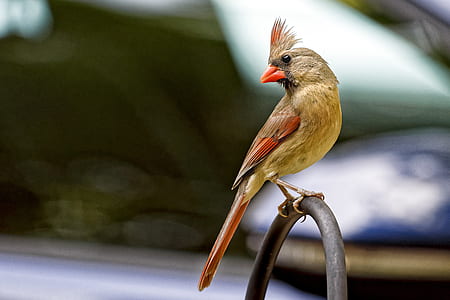 selective focus photograph of female cardinal bird thumbnail