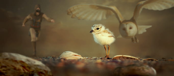 close up photograph of white chick thumbnail