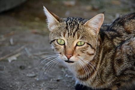 brown tabby cat on focus photo thumbnail