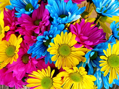 purple, yellow, and blue petaled flower photography thumbnail