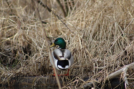 gray Mallard duck thumbnail