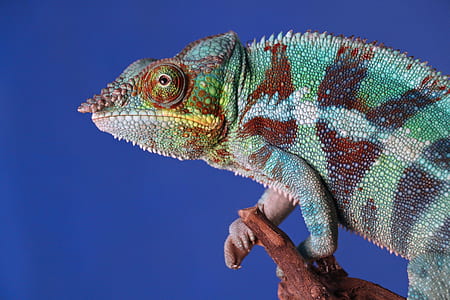 chameleon on brown tree branch thumbnail