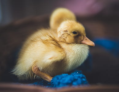 Close-Up Photography of Yellow Duck thumbnail