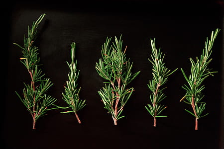 five green leafed plants thumbnail