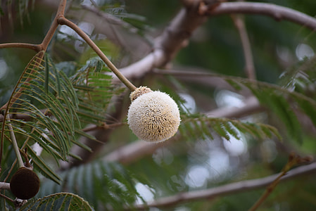 African Locust Tree, Flower thumbnail