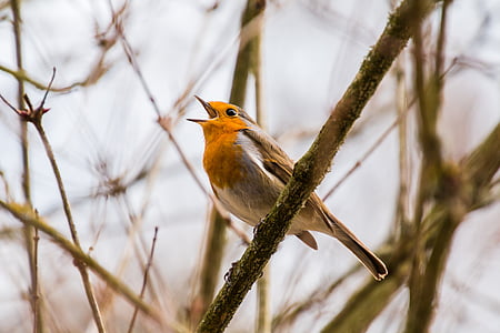 orange and gray bird on tree stem thumbnail