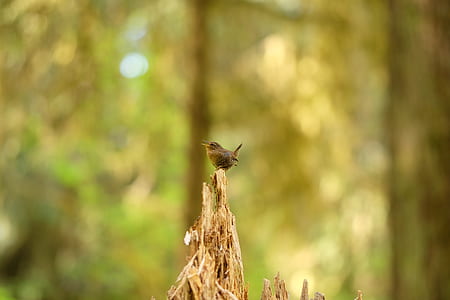 brown hummingbird during daytime thumbnail