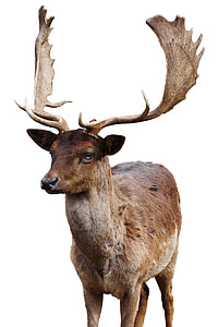 wildlife photography of Deer thumbnail