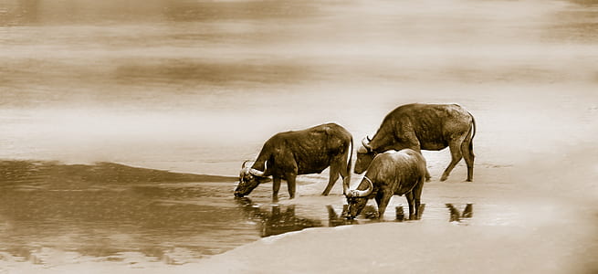 three water buffalos drinking at the lake thumbnail