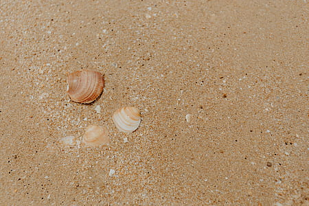 Sand beach background with sea shells & pebbles - many round small stones thumbnail