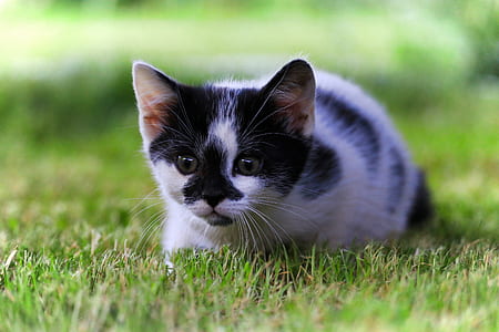 cat sitting on grass thumbnail