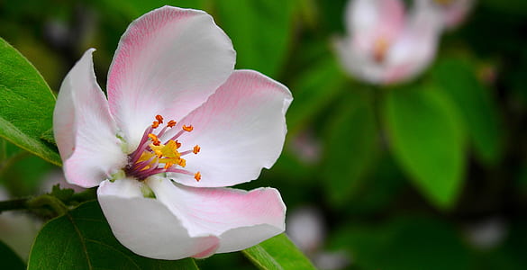 white and pink 5-petaled flower thumbnail