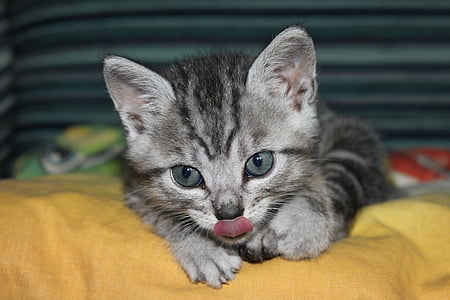 gray tabby kitten lying on yellow textile thumbnail