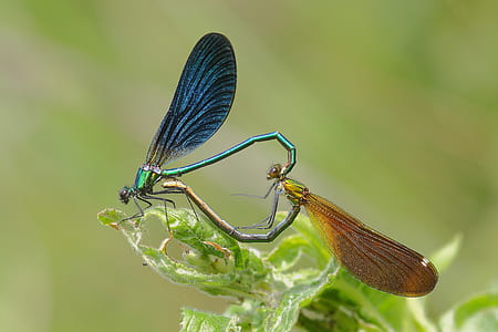 two brown and black dragonflies perching on green leaf plant thumbnail
