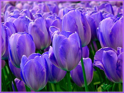close-up photo of purple tulip flowers thumbnail