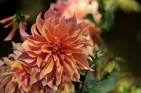 selective focus photography of flowers thumbnail