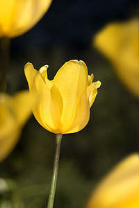 selective focus photography of yellow petaled flowers thumbnail