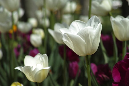 three white flowers thumbnail
