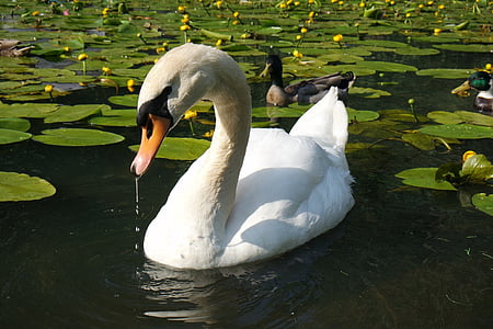 closeup photo of swan thumbnail
