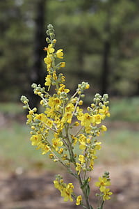 yellow petaled flowers thumbnail