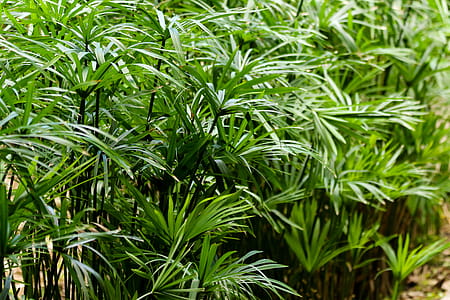 Green Palm Plant thumbnail
