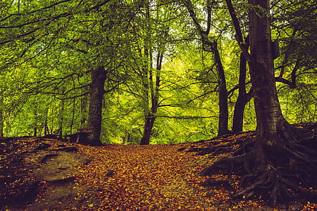 green leafed trees thumbnail