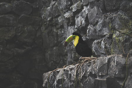 black and yellow toucan bird on gray rock thumbnail